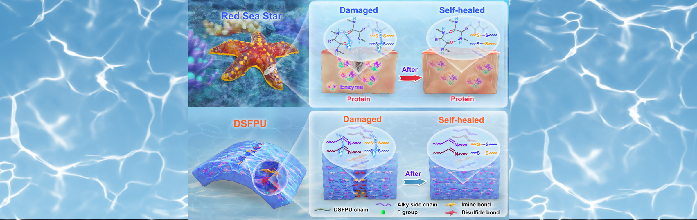 Red Sea Star-Inspired Material Heals Itself Rapidly Underwater