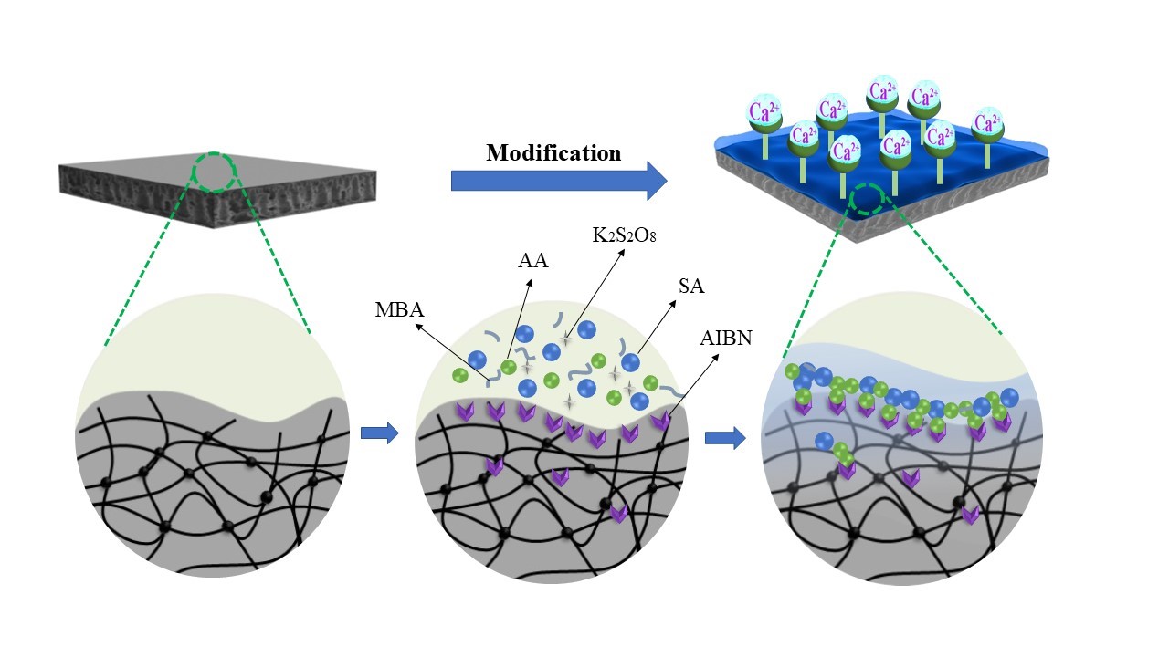 Researchers Develop Anticoagulant Dialyzers with Enhanced Hemocompatibility for Heparin Free Hemodialysis