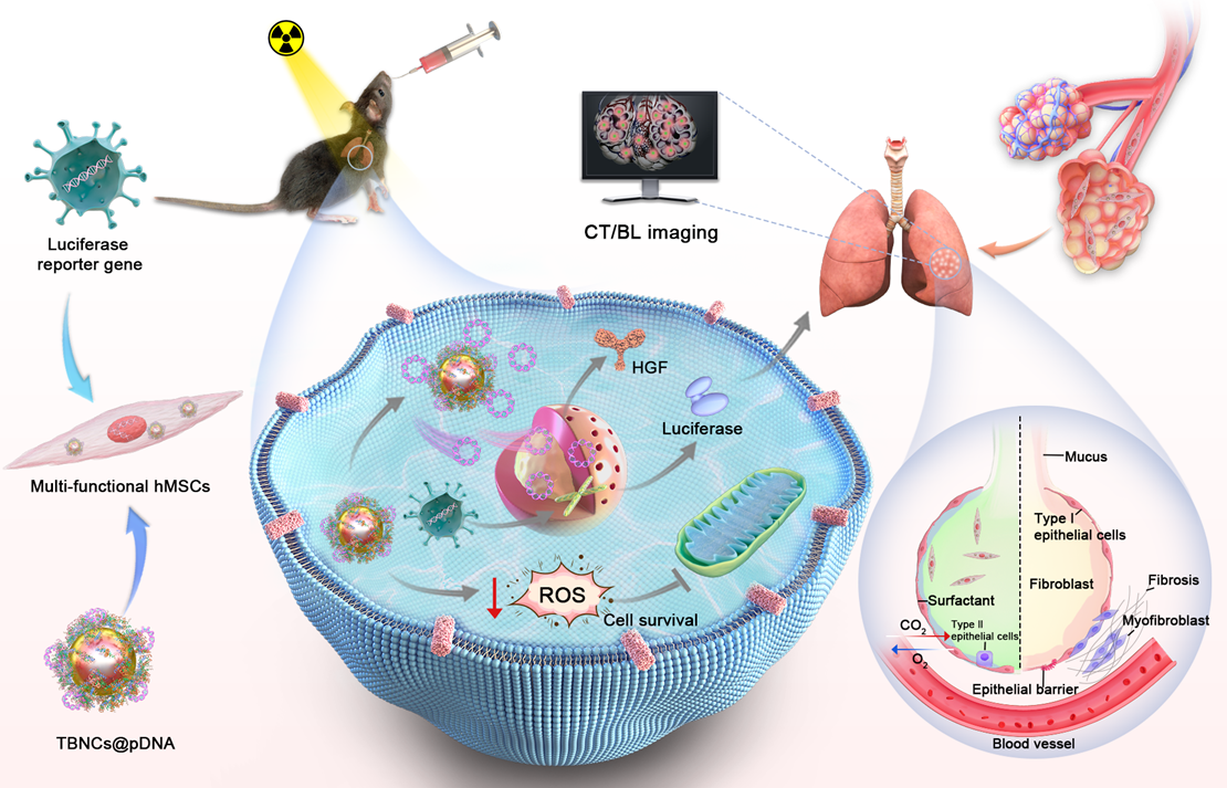 Novel Approach Proposed for Visualized Idiopathic Pulmonary Fibrosis Therapy by Transplanting Engineered Mesenchymal Stem Cells