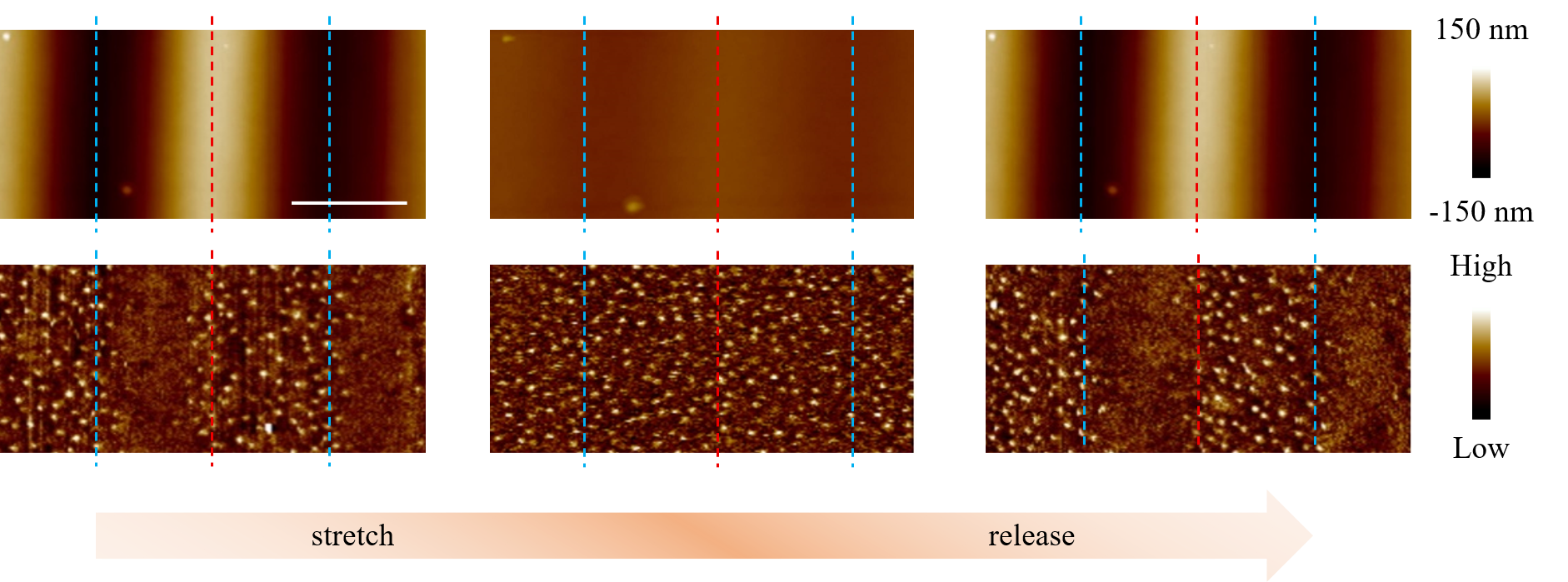 Strain Gradient Unlocks New Control over Magnetic Skyrmions for Flexible Electronics