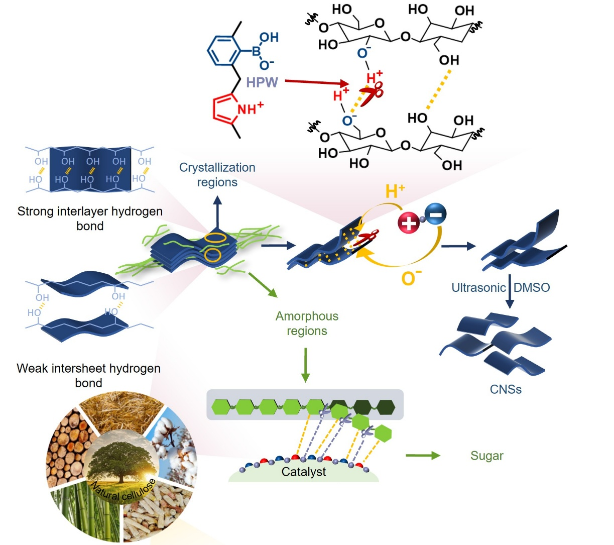 Scientists Extract Two-Dimensional Cellulose Nanosheets from Native Cellulose