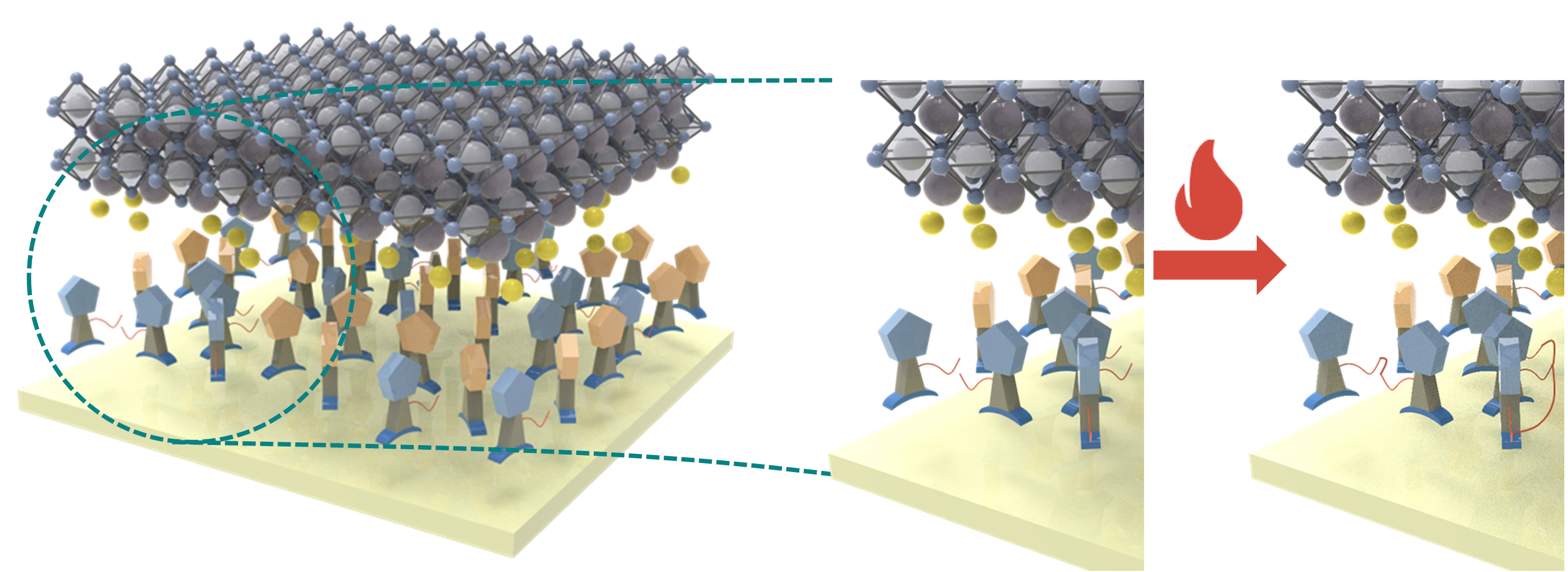 Cross-Linkable Self-Assembled Monolayers Enable Durable and Efficient Perovskite Solar Cells